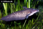 neosilurus ater neosilurus ater