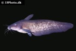 neosilurus ater neosilurus ater