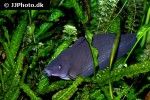 neosilurus ater neosilurus ater