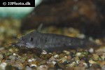 neosilurus ater neosilurus ater