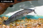 neosilurus ater neosilurus ater