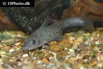 neosilurus ater neosilurus ater
