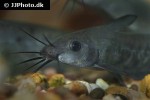 neosilurus ater neosilurus ater
