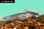 neosilurus ater neosilurus ater