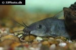 neosilurus ater neosilurus ater