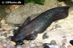 neosilurus ater neosilurus ater