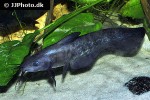 neosilurus ater neosilurus ater