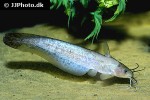 neosilurus brevidorsalis neosilurus brevidorsalis