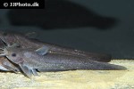 neosilurus brevidorsalis neosilurus brevidorsalis