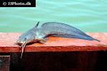 plotosus canius plotosus canius