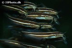 plotosus lineatus plotosus lineatus