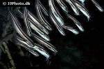 plotosus lineatus plotosus lineatus