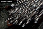 plotosus lineatus plotosus lineatus