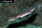 plotosus lineatus plotosus lineatus