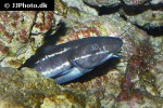 plotosus lineatus plotosus lineatus