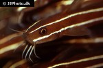 plotosus lineatus plotosus lineatus