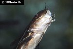 plotosus lineatus plotosus lineatus