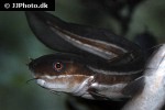 plotosus lineatus plotosus lineatus