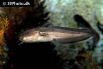 plotosus lineatus plotosus lineatus