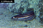 plotosus lineatus plotosus lineatus