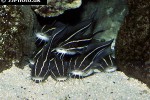 plotosus lineatus plotosus lineatus