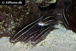 plotosus lineatus plotosus lineatus