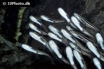plotosus lineatus plotosus lineatus