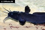 plotosus pauensis plotosus pauensis
