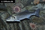 dicentrarchus labrax