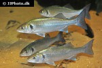 dicentrarchus labrax