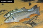 dicentrarchus labrax