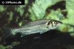 dicentrarchus labrax
