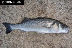 dicentrarchus labrax