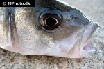 dicentrarchus labrax
