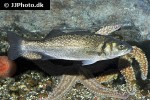 dicentrarchus labrax