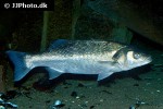 dicentrarchus labrax