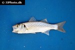 dicentrarchus punctatus
