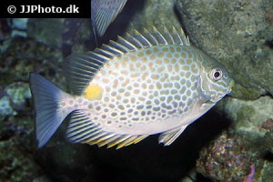 Seabream types