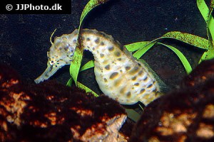 Seahorse