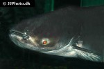 pangasianodon gigas pangasianodon gigas