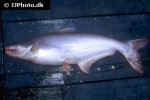 pangasianodon hypophthalmus pangasianodon hypophthalmus