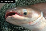 pangasianodon hypophthalmus pangasianodon hypophthalmus