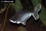 pangasianodon hypophthalmus pangasianodon hypophthalmus