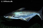 pangasianodon hypophthalmus pangasianodon hypophthalmus