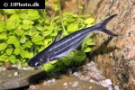 pangasianodon hypophthalmus pangasianodon hypophthalmus