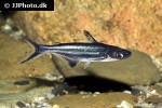 pangasianodon hypophthalmus pangasianodon hypophthalmus