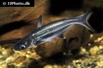 pangasianodon hypophthalmus pangasianodon hypophthalmus