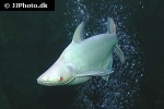 pangasianodon hypophthalmus albino pangasianodon hypophthalmus albino