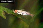 pangasianodon hypophthalmus albino pangasianodon hypophthalmus albino