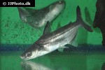 pangasius bocourti pangasius bocourti